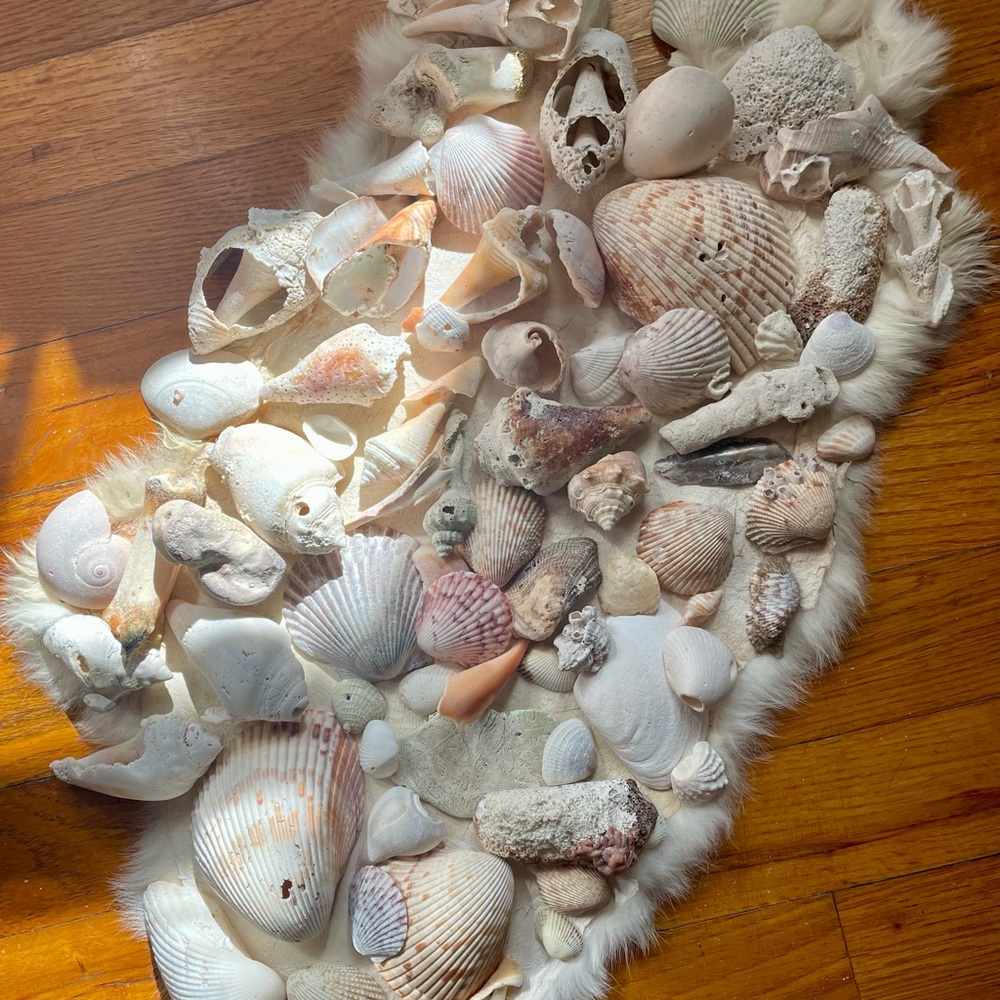 Genuine Seashells - Picture 2 of 3